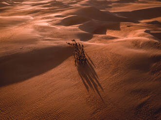 Aerial abstract view of camels and their shadows in the sand dunes of Abu Dhabi, United Arab Emirates. - AAEF11210