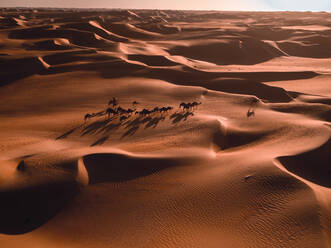 Aerial abstract view of camels and their shadows in the sand dunes of Abu Dhabi, United Arab Emirates. - AAEF11211