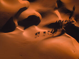 Aerial abstract view of camels and their shadows in the sand dunes of Abu Dhabi, United Arab Emirates. - AAEF11213
