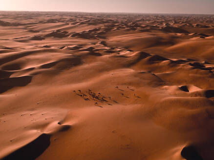 Abstrakte Luftaufnahme von Kamelen und ihren Schatten in den Sanddünen von Abu Dhabi, Vereinigte Arabische Emirate. - AAEF11214