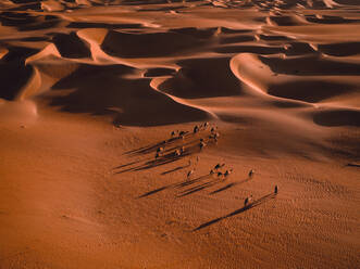 Aerial abstract view of camels and their shadows in the sand dunes of Abu Dhabi, United Arab Emirates. - AAEF11215