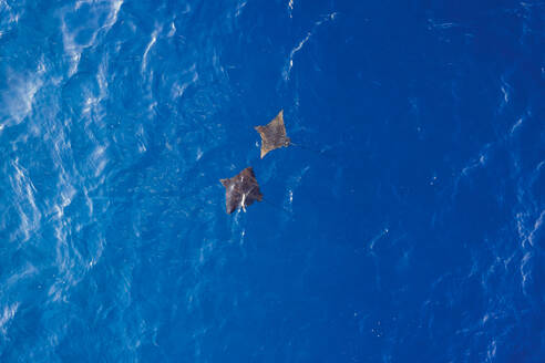 Luftaufnahme von zwei Mantarochen, die frei im blauen Ozean in der Nähe des Alifu Dhaalu Atolls, Alif Alif, Malediven, schwimmen. - AAEF11300