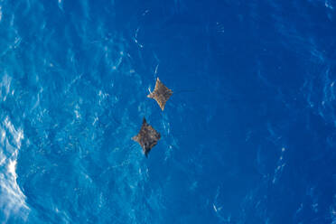 Luftaufnahme von zwei Mantarochen, die frei im blauen Ozean in der Nähe des Alifu Dhaalu Atolls, Alif Alif, Malediven, schwimmen. - AAEF11301