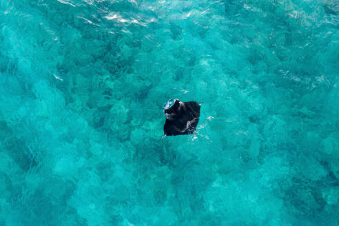 Luftaufnahme von zwei Mantarochen, die frei im blauen Ozean in der Nähe des Alifu Dhaalu Atolls, Alif Alif, Malediven, schwimmen. - AAEF11315