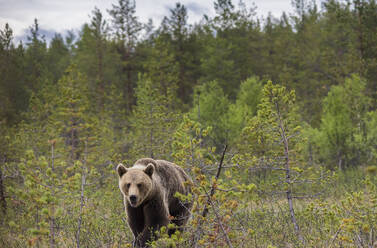 Verfolgungsaufnahme eines erwachsenen pelzigen Braunbären, der tagsüber in einem Naturschutzgebiet auf dem Boden steht und läuft - ADSF27866