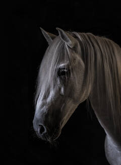 Seitenansicht der Schnauze eines weißen Pferdes auf dunklem Hintergrund - ADSF28001