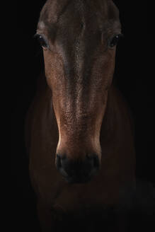 Schnauze eines Fuchses, der die Kamera auf dunklem Hintergrund in einem Pferdeclub ansieht - ADSF28003