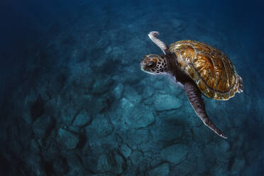 From above of green turtle with brown shell swimming underwater in blue sea - ADSF28052