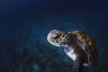 From above of green turtle with brown shell swimming underwater in blue sea - ADSF28053