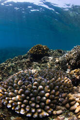 Underwater view of Acropora coral growing on rocky bottom of sea with blue water - ADSF28055