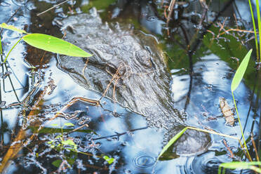 Amerikanischer Alligator (Alligator mississipiensis), Untertauchen, J.N. Ding Darling National Wildlife Refuge, Florida, Vereinigte Staaten von Amerika, Nordamerika - RHPLF20429