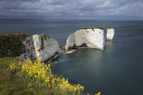 Old Harry Rocks an der Jurassic Coast, UNESCO-Weltkulturerbe, Swanage, Dorset, England, Vereinigtes Königreich, Europa - RHPLF20438