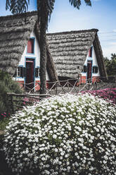 Historische Landhäuser umgeben von Blumen, Santana, Insel Madeira, Portugal, Atlantik, Europa - RHPLF20462