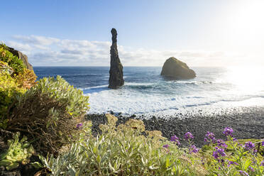 Blühende Pflanzen, die die Felsen von Ilheus da Rib und Ribeira da Janela, Porto Moniz, Insel Madeira, Portugal, Atlantik, Europa, einrahmen - RHPLF20468