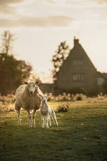 Junges Lamm und Mutter mit dem Bauernhaus im Hintergrund in Oxfordshire, England, Vereinigtes Königreich, Europa - RHPLF20490