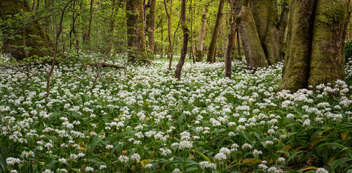 In the garlic woods near Lennox Castle in Lennoxtown, East Dunbartonshire, Scotland, United Kingdom, Europe - RHPLF20497