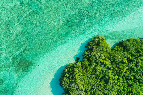 Luftaufnahme von Mangroven in der Lagune des Aldabra-Atolls, Seychellen. - AAEF11384