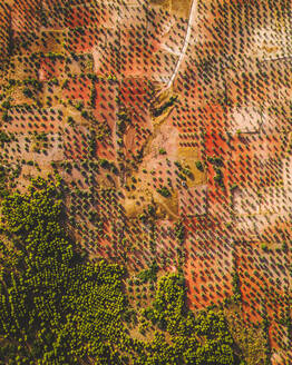 Luftaufnahme von landwirtschaftlichen Feldern bei Consuegra, Spanien - AAEF11391