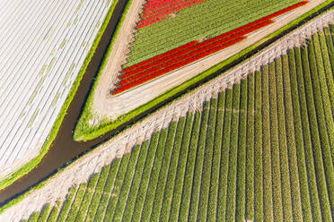 Aerial view of beautiful tulip fields on the outskirts of Amsterdam, Netherlands - AAEF11431