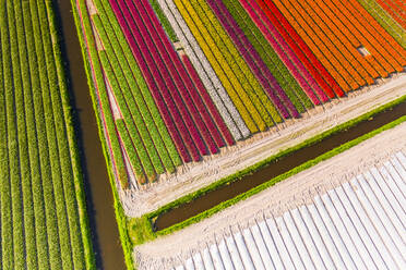 Luftaufnahme der wunderschönen Tulpenfelder am Stadtrand von Amsterdam, Niederlande - AAEF11432