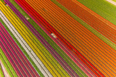 Luftaufnahme der wunderschönen Tulpenfelder am Stadtrand von Amsterdam, Niederlande - AAEF11433