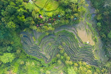 Die Tegallalang-Reisterrassen in Ubud sind berühmt für ihre wunderschönen Reisfelder und ihr innovatives Bewässerungssystem. Das traditionelle balinesische kooperative Bewässerungssystem, das als Subak bekannt ist, soll von einem verehrten heiligen Mann namens Rsi Markandeya im achten Jahrhundert überliefert worden sein. - AAEF11454