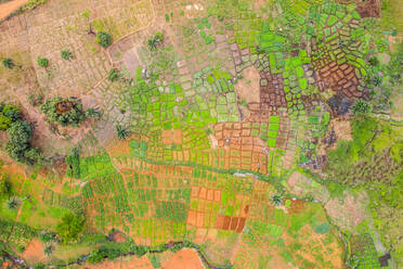 Aerial view of geometric shapes plantation in a forest in Western Area, Sierra Leone. - AAEF11475