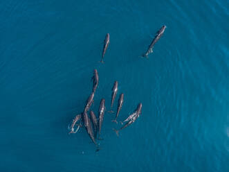 Luftaufnahme einer Gruppe frei schwimmender Delfine im Mittelmeer vor der spanischen Küste, Spanien. - AAEF11478