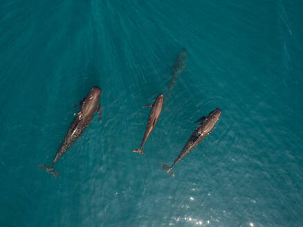 Luftaufnahme einer Gruppe frei schwimmender Delfine im Mittelmeer vor der spanischen Küste, Spanien. - AAEF11479