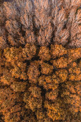 Aerial view of trees with autumn colours near Flaca city, Catalonia, Spain. - AAEF11492