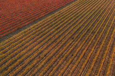 Aerial view of a truck driving a straight road across the vineyards fields near Verd√π township in Lleida state, Spain. - AAEF11506