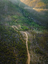 Luftaufnahme einer kurvenreichen Straße durch einen Wald in Colorado, USA. - AAEF11511