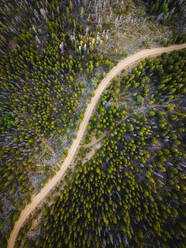 Luftaufnahme einer kurvenreichen Straße durch einen Wald in Colorado, USA. - AAEF11513