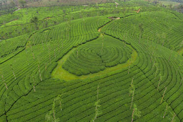 Luftaufnahme von Teeplantagen, Kerala, Indien. - AAEF11653