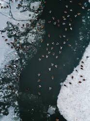 Aerial view of multiple ducks swimming in half frozen lake Mastis in Telsiai, Lithuania - AAEF11744