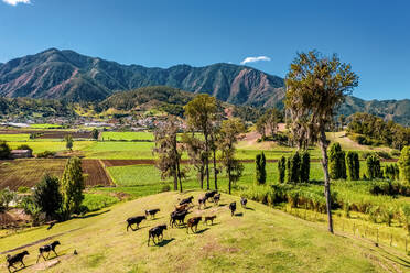Aerial view of cows walking in the beautiful green mountains, Constanza, La Vega, Dominican Republic - AAEF11876