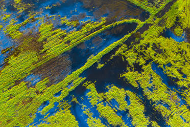 Luftaufnahme eines Sumpfgebiets im Mündungsgebiet des Flusses Vouga, in der Ria de Aveiro, Bioria, Salreu, Estarrega, Aveiro, Portugal - AAEF12061