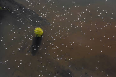 Luftaufnahme von Seemöwen in einem Sumpfgebiet im Mündungsgebiet des Flusses Vouga, in Ria de Aveiro, Bioria, Salreu, Estarrega, Aveiro, Portugal - AAEF12063