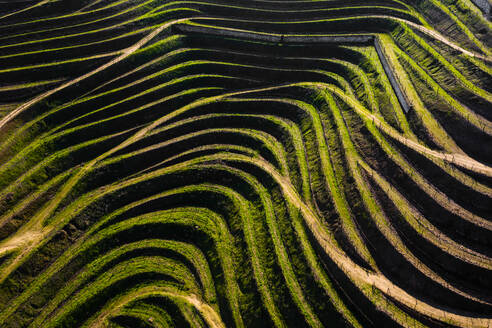 Aerial view of the patterns of vineyards terraces used for production of Port Wine, in Folgosa, Armamar, Douro Valley, Portugal - AAEF12067