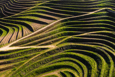 Luftaufnahme der Terrassen der Weinberge, die für die Herstellung von Portwein genutzt werden, in Folgosa, Armamar, Douro-Tal, Portugal - AAEF12068