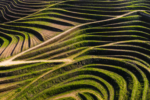 Luftaufnahme der Terrassen der Weinberge, die für die Herstellung von Portwein genutzt werden, in Folgosa, Armamar, Douro-Tal, Portugal - AAEF12068