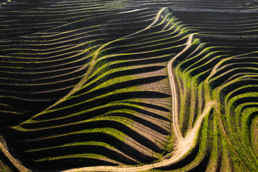 Luftaufnahme der Terrassen der Weinberge, die für die Herstellung von Portwein genutzt werden, in Folgosa, Armamar, Douro-Tal, Portugal - AAEF12069