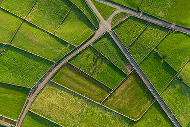 Aerial view of the green fields of Terceira Island countryside in the Azores archipelagos, Portugal. - AAEF12127