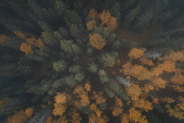 Luftaufnahme des nebligen und bunten Waldes im Herbst, Insel Vormsi, Estland. - AAEF12324