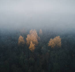 Luftaufnahme des nebligen und bunten Waldes im Herbst, Insel Vormsi, Estland. - AAEF12327