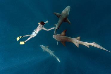 Mid adult man swimming with nurse sharks in sea - KNTF06316