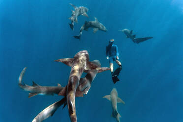 Young man snorkeling by nurse sharks in deep blue sea - KNTF06325