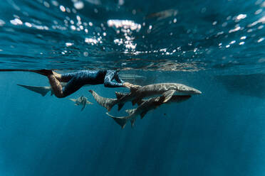 Young man touching nurse shark while swimming in sea - KNTF06328