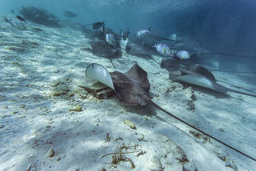 Stingrays swimming undersea - KNTF06340