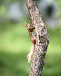Rotes Eichhörnchen (Sciurus vulgaris) schaut in die Kamera, während es auf einen Baumstamm klettert - MJOF01867